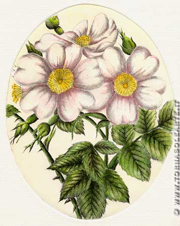 Fiori ovali - Rosa bianca