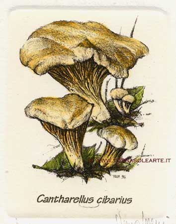 Funghi - Cantharellus cibarius