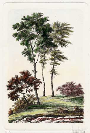 Alberi di olmo e frassino