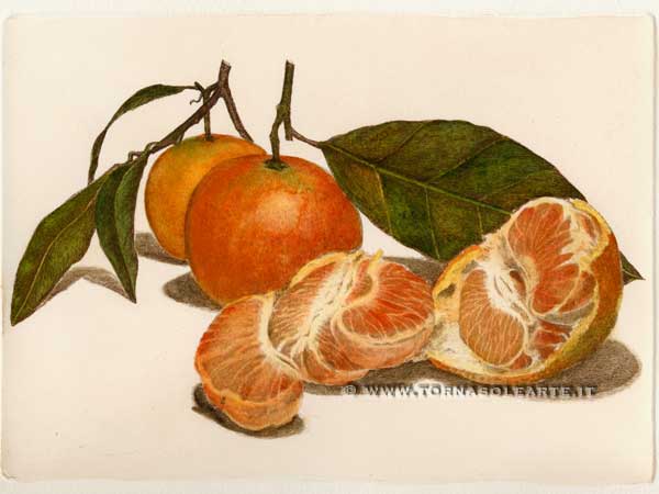 Composizione con mandarini