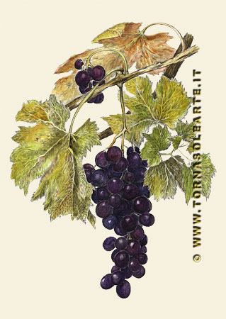 Composizione con grappolo d'uva