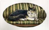 Gatto in posa sul divano