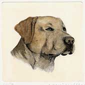 Ritratto di Labrador