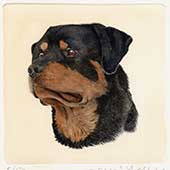 Ritratto di Rottweiler