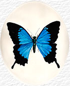 Farfalla blu in un ovale