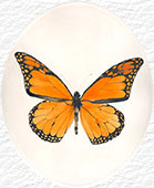 Farfalla arancione in un ovale