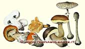 Composizione di funghi