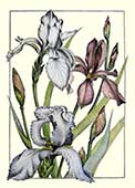 Botaniche verticali Iris