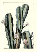  Botaniche verticali Cactus con fiori