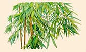  Bambù