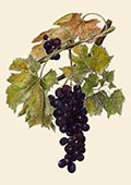Composizione grappolo uva