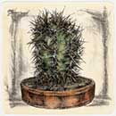 Cactus mostro