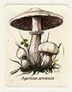 Fungo Agaricus arvensis