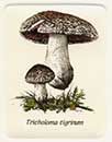 Fungo Tricholoma tigrinum