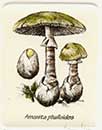 Fungo Amanita phalloides