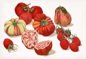 Composizione di pomodori
