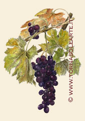 Composizione grappolo d'uva