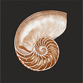 Nautilus spiral shell