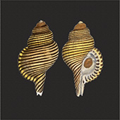 Pair Cimatius shells